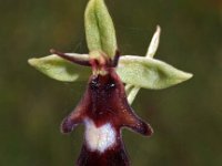 Ophrys insectifera 26, Vliegenorchis, Saxifraga-Hans Dekker