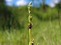 Ophrys insectifera 27, Vliegenorchis, Saxifraga-Hans Dekker