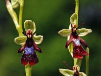 Ophrys insectifera 28, Vliegenorchis, Saxifraga-Hans Dekker