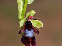 Ophrys insectifera 29, Vliegenorchis, Saxifraga-Hans Dekker