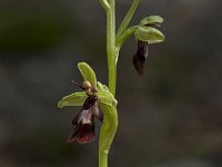 Ophrys insectifera 3, Vliegenorchis, Saxifraga-Willem van Kruijsbergen