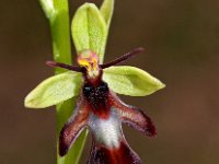 Ophrys insectifera 30, Vliegenorchis, Saxifraga-Hans Dekker