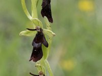 Ophrys insectifera 32, Vliegenorchis, Saxifraga-Willem van Kruijsbergen