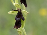 Ophrys insectifera 33, Vliegenorchis, Saxifraga-Willem van Kruijsbergen