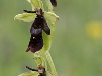 Ophrys insectifera 34, Vliegenorchis, Saxifraga-Willem van Kruijsbergen