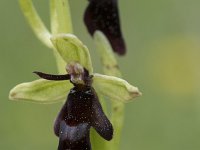 Ophrys insectifera 35, Vliegenorchis, Saxifraga-Willem van Kruijsbergen