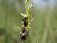 Ophrys insectifera 38, Vliegenorchis, Saxifraga-Willem van Kruijsbergen
