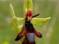 Ophrys insectifera 39, Vliegenorchis, Saxifraga-Ed Stikvoort