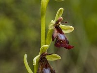 Ophrys insectifera 4, Vliegenorchis, Saxifraga-Marijke Verhagen