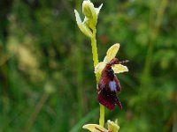 Ophrys insectifera 40, Vliegenorchis, Saxifraga-Ed Stikvoort