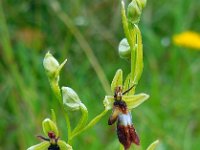 Ophrys insectifera 41, Vliegenorchis, Saxifraga-Ed Stikvoort