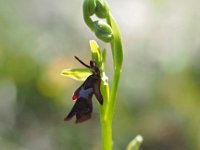 Ophrys insectifera 42, Vliegenorchis, Saxifraga-Hans Dekker