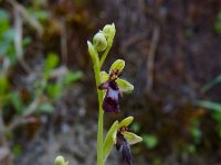 Ophrys insectifera 44, Vliegenorchis, Saxifraga-Ed Stikvoort