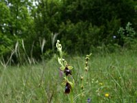 Ophrys insectifera 46, Vliegenorchis, Saxifraga-Dirk Hilbers
