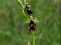 Ophrys insectifera 47, Vliegenorchis, Saxifraga-Dirk Hilbers