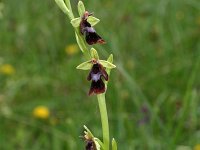 Ophrys insectifera 48, Vliegenorchis, Saxifraga-Dirk Hilbers
