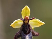Ophrys insectifera 49, Vliegenorchis, Saxifraga-Hans Dekker