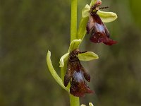 Ophrys insectifera 5, Vliegenorchis, Saxifraga-Marijke Verhagen