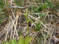 Ophrys insectifera 50, Vliegenorchis, Saxifraga-Hans Dekker