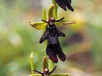 Ophrys insectifera 52, Vliegenorchis, Saxifraga-Hans Dekker