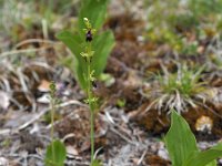 Ophrys insectifera 53, Vliegenorchis, Saxifraga-Hans Dekker