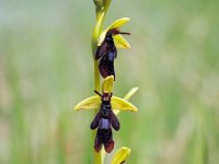 Ophrys insectifera 54, Vliegenorchis, Saxifraga-Hans Dekker
