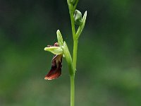Ophrys insectifera 56, Vliegenorchis, Saxifraga-Hans Dekker