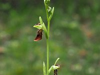 Ophrys insectifera 57, Vliegenorchis, Saxifraga-Hans Dekker