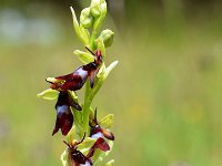Ophrys insectifera 59, Vliegenorchis, Saxifraga-Ed Stikvoort