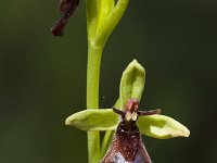 Ophrys insectifera 6, Vliegenorchis, Saxifraga-Marijke Verhagen
