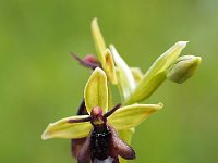 Ophrys insectifera 60, Vliegenorchis, Saxifraga-Hans Dekker