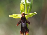 Ophrys insectifera 61, Vliegenorchis, Saxifraga-Hans Dekker