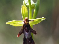 Ophrys insectifera 62, Vliegenorchis, Saxifraga-Hans Dekker