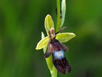 Ophrys insectifera 63, Vliegenorchis, Saxifraga-Hans Dekker