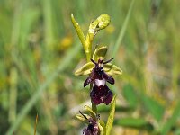 Ophrys insectifera 64, Vliegenorchis, Saxifraga-Hans Dekker