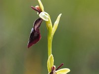 Ophrys insectifera 65, Vliegenorchis, Saxifraga-Hans Dekker