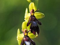 Ophrys insectifera 66, Vliegenorchis, Saxifraga-Hans Dekker