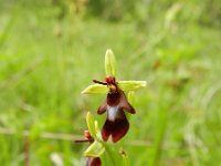 Ophrys insectifera 68, Vliegenorchis, Saxifraga-Rutger Barendse