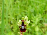 Ophrys insectifera 69, Vliegenorchis, Saxifraga-Rutger Barendse