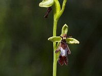 Ophrys insectifera 7, Vliegenorchis, Saxifraga-Marijke Verhagen