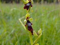 Ophrys insectifera 70, Vliegenorchis, Saxifraga-Ed Stikvoort