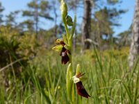 Ophrys insectifera 71, Vliegenorchis, Saxifraga-Ed Stikvoort