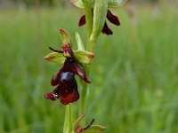 Ophrys insectifera 73, Vliegenorchis, Saxifraga-Ed Stikvoort