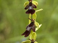 Ophrys insectifera 8, Vliegenorchis, Saxifraga-Jan van der Straaten