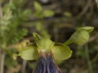 Ophrys iricolor 14, Saxifraga-Willem van Kruijsbergen