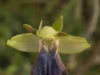 Ophrys iricolor 20, Saxifraga-Willem van Kruijsbergen