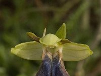 Ophrys iricolor 21, Saxifraga-Willem van Kruijsbergen