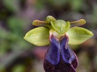 Ophrys iricolor 22, Saxifraga-Harry Jans