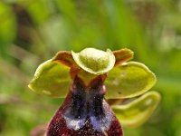 Ophrys iricolor 4, Saxifraga-Hans Dekker