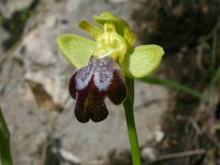 Ophrys iricolor ssp lojaconoi 7, Saxifraga-Rien Schot